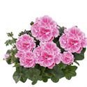 Afbeelding van Geranium Hang P12 Double Royal Frosty Pink